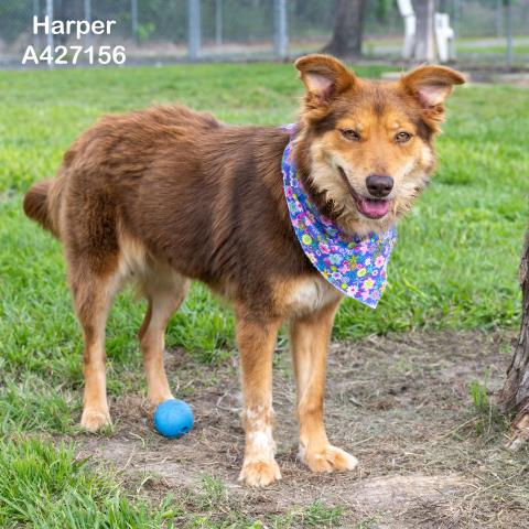 HARPER, an adoptable Australian Shepherd in Conroe, TX