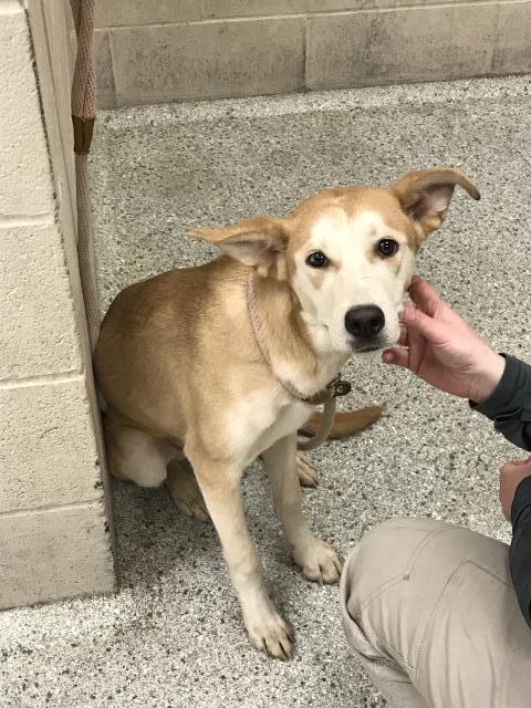 SUMMER, an adoptable Australian Kelpie in Conroe, TX