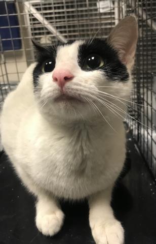 A427102, Young Domestic Short Hair (medium coat), cat for adoption in Friendswood, Texas