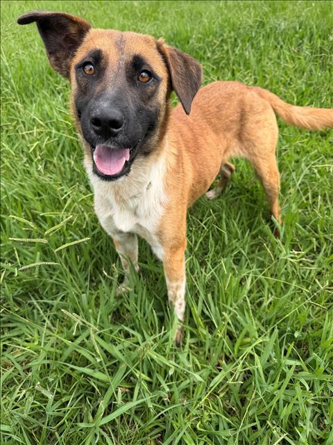 PEEKA, an adoptable Australian Cattle Dog in Conroe, TX