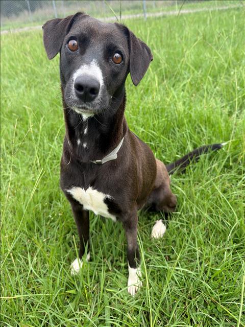 CAMILLA, an adoptable Labrador Retriever in Conroe, TX