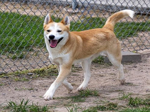 HUGO, an adoptable Labrador Retriever in Conroe, TX