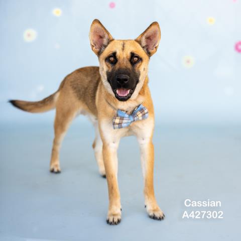 CASSIAN, an adoptable German Shepherd Dog in Conroe, TX