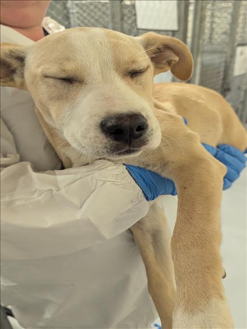 BOURBON, an adoptable Labrador Retriever in Conroe, TX