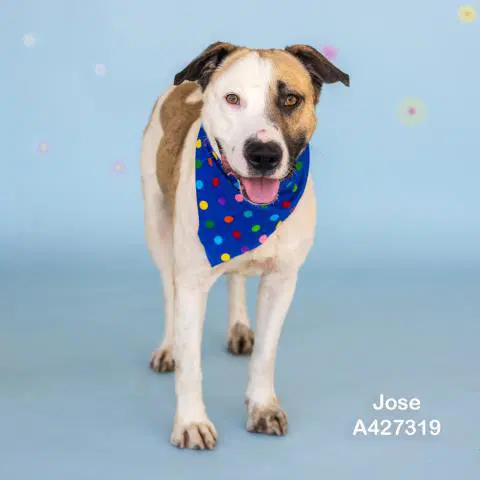 Jose - American Pit Bull Terrier