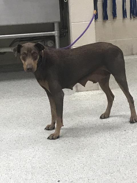 MARIA, an adoptable Doberman Pinscher in Conroe, TX