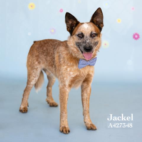 JACKEL, an adoptable Australian Cattle Dog in Conroe, TX