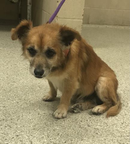 ROCKET, an adoptable Rat Terrier in Conroe, TX