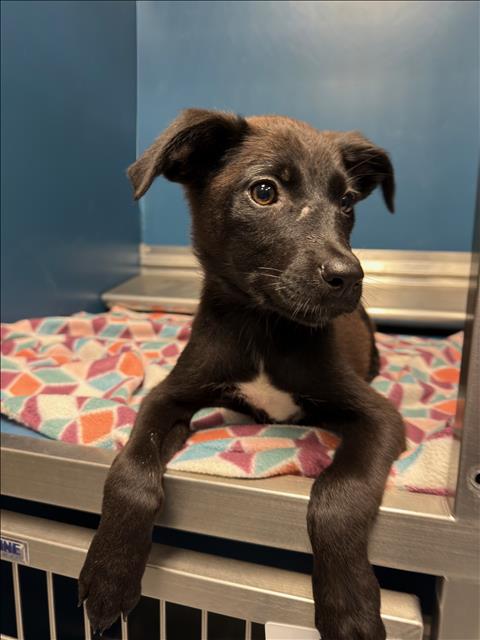 HILDA, an adoptable Labrador Retriever in Conroe, TX