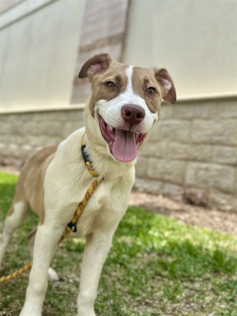 HAVEN, an adoptable Labrador Retriever in Conroe, TX