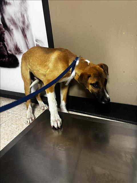 SKYE, an adoptable Black Mouth Cur in Conroe, TX