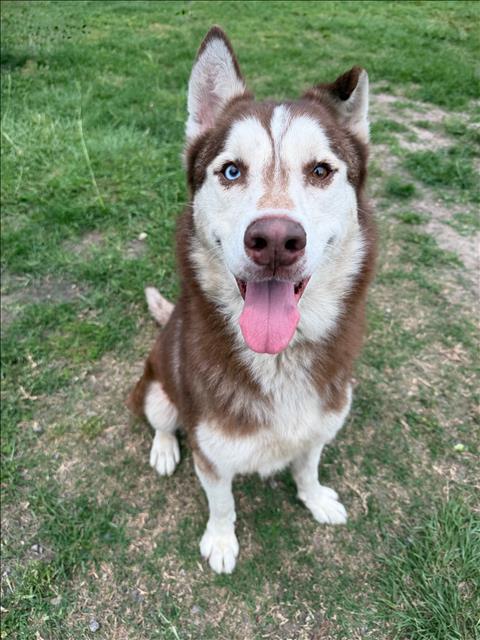PAX, an adoptable Siberian Husky in Conroe, TX