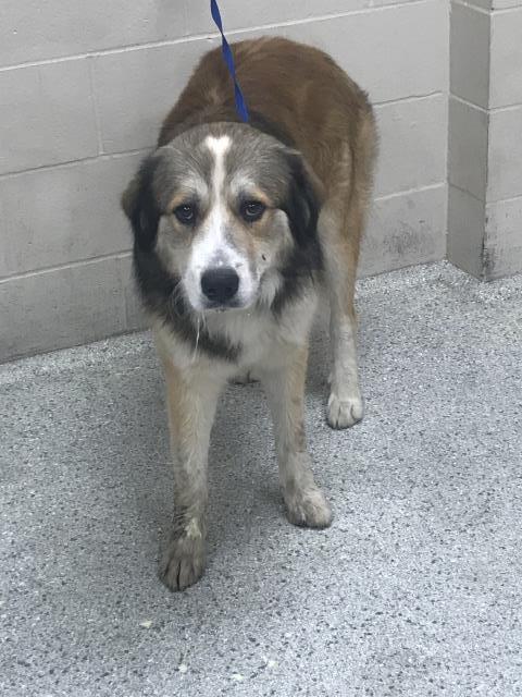 RIVER, an adoptable Anatolian Shepherd in Conroe, TX