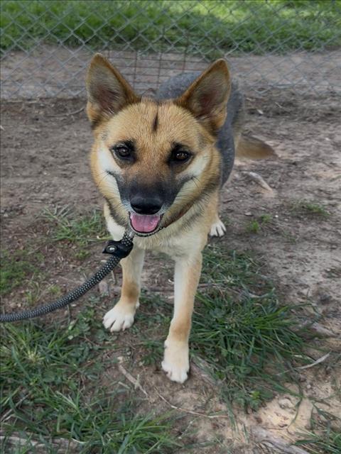 SHIRLEY, an adoptable German Shepherd Dog in Conroe, TX