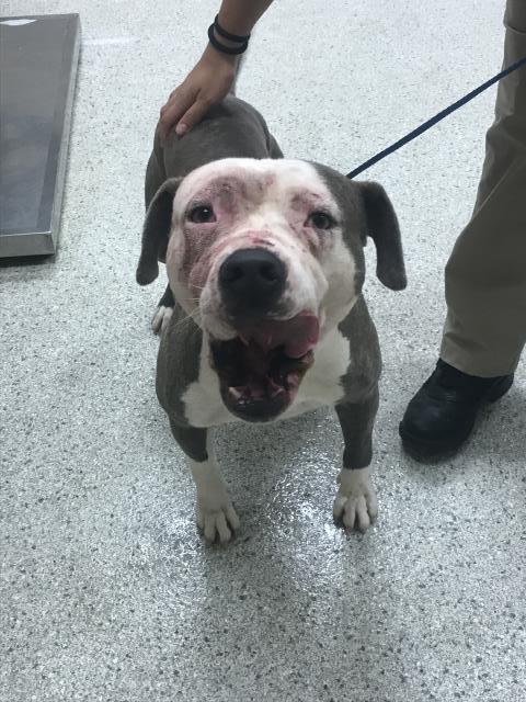 TOM, an adoptable Pit Bull Terrier in Conroe, TX
