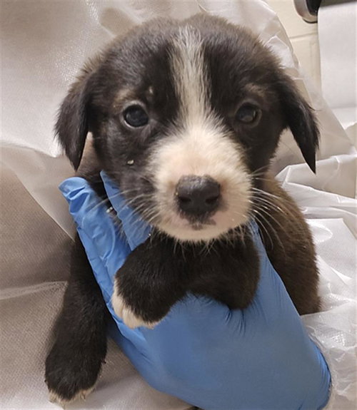 A427771 - Border Collie available for adoption