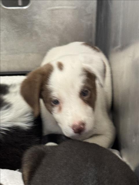 A427774, an adoptable Border Collie in Conroe, TX