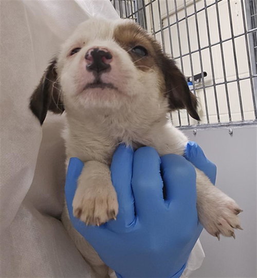 A427775, an adoptable Border Collie in Conroe, TX