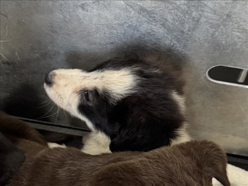 A427776 - Border Collie available for adoption