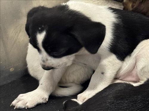 A427778 - Border Collie available for adoption