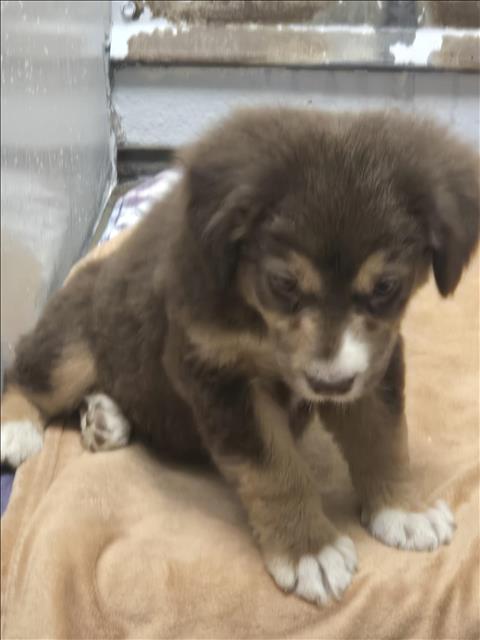 A427779 - Border Collie available for adoption