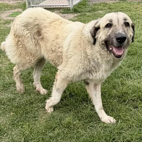 CANDY, an adoptable Anatolian Shepherd in Conroe, TX