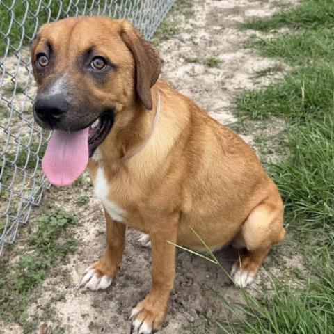 ANNIE, an adoptable Labrador Retriever in Conroe, TX