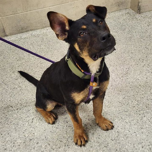 A427689, an adoptable Australian Kelpie in Conroe, TX