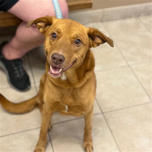 SALLY, an adoptable Vizsla in Conroe, TX