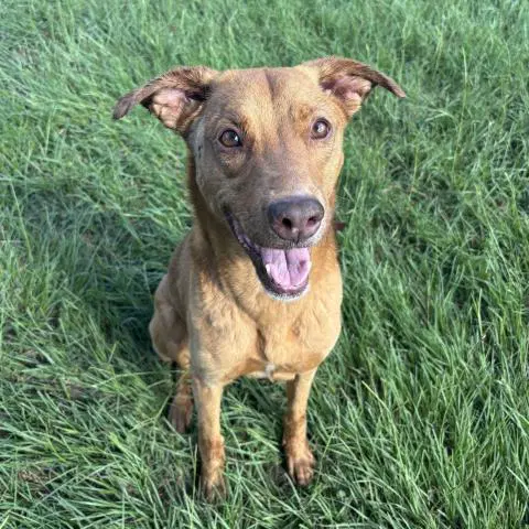 Sally - Vizsla
