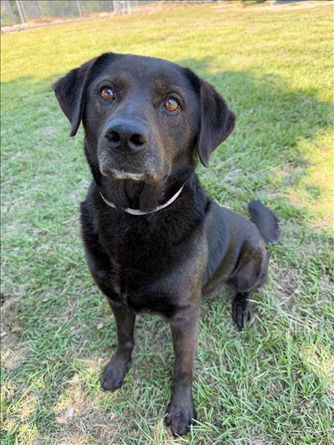 ORBIT, an adoptable Chow Chow in Conroe, TX