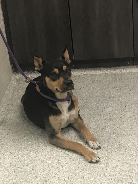 HOLLIS, an adoptable Australian Kelpie in Conroe, TX