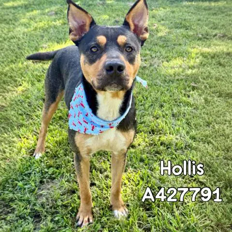 Hollis - Australian Kelpie