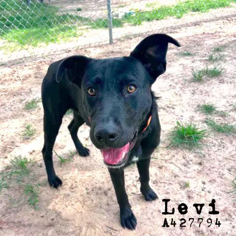 Levi - Labrador Retriever