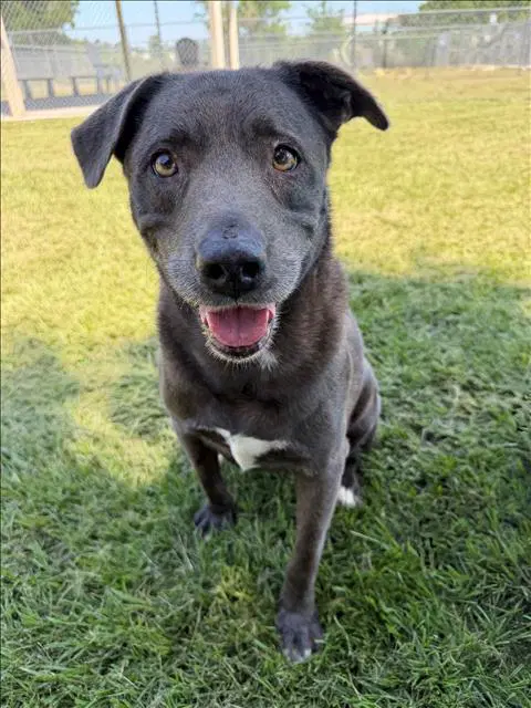 Maud - Labrador Retriever