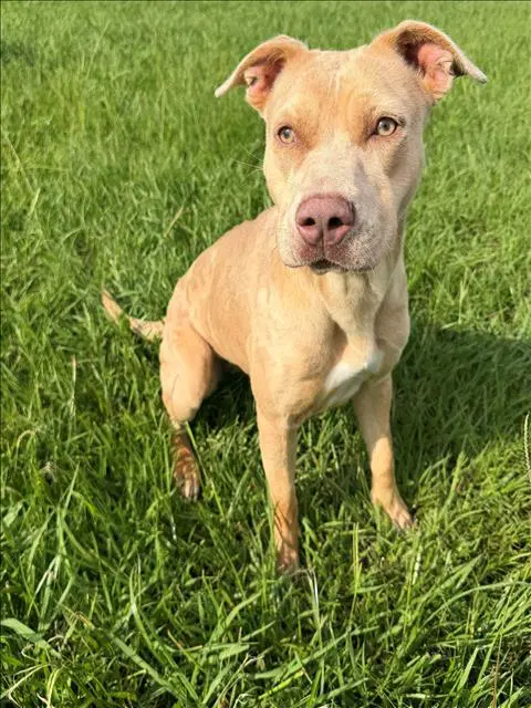 Layah - Pit Bull Terrier