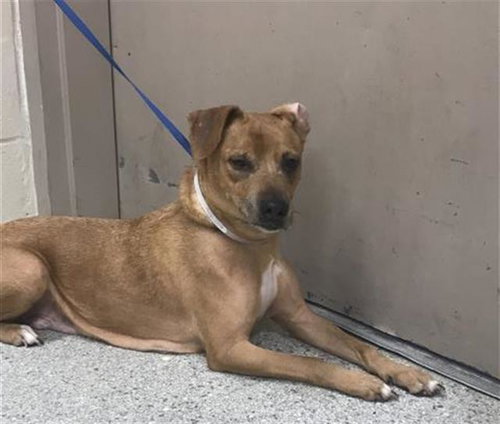 A427826, an adoptable Labrador Retriever in Conroe, TX