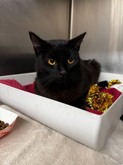 JUNIPER, an adoptable Domestic Short Hair in Conroe, TX