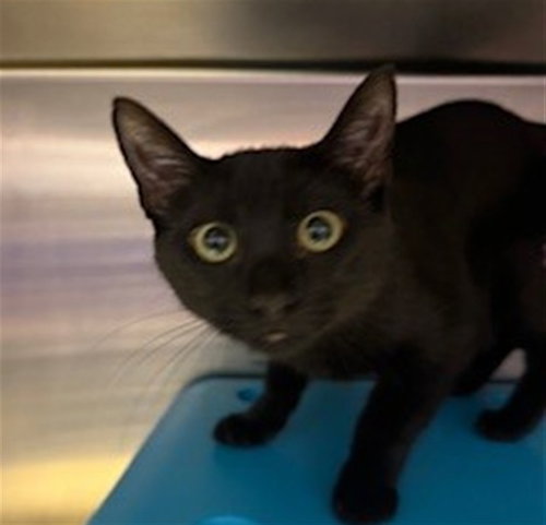 SELINA - Domestic Short Hair available for adoption
