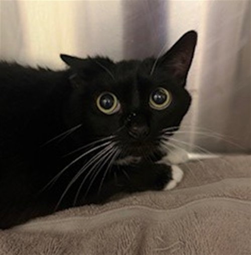BOOTS - Domestic Short Hair available for adoption