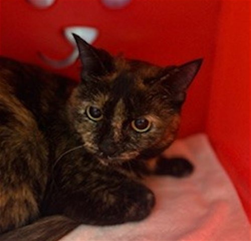 SNICKERS - Domestic Short Hair available for adoption