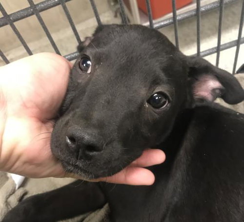 FLETCHER, an adoptable Pit Bull Terrier in Conroe, TX