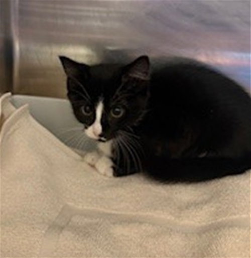 PINE - Domestic Short Hair available for adoption