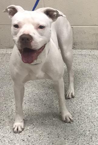 LU-LU, an adoptable Pit Bull Terrier in Conroe, TX