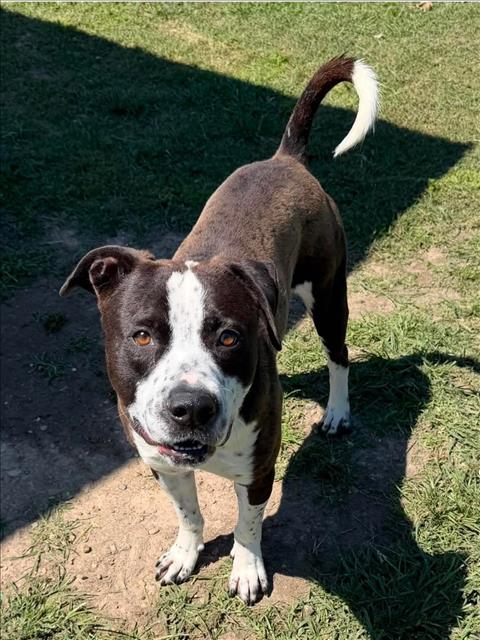 RUNE, an adoptable Pit Bull Terrier in Conroe, TX