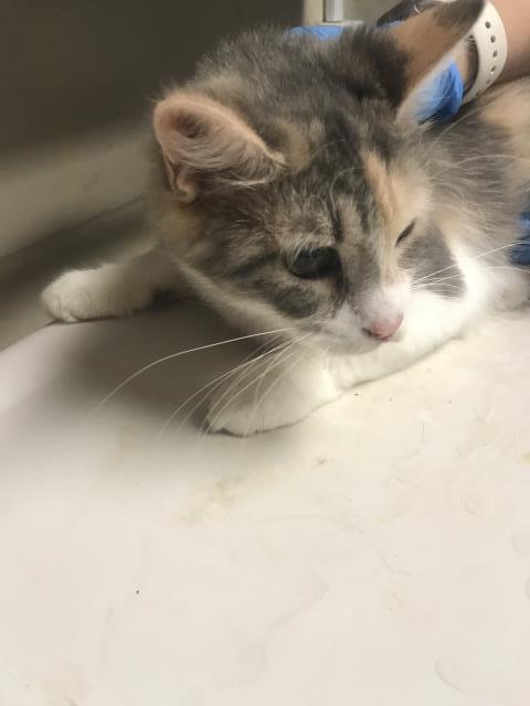 CINDY LOU, an adoptable Domestic Medium Hair in Conroe, TX