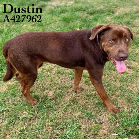 DUSTIN