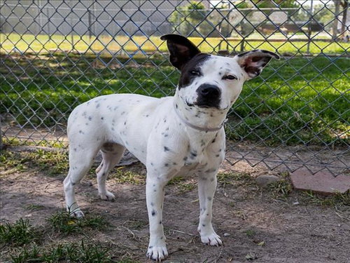 PEBBLE, an adoptable Labrador Retriever in Conroe, TX