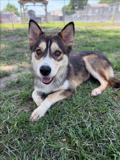 LEXI, an adoptable Siberian Husky in Conroe, TX