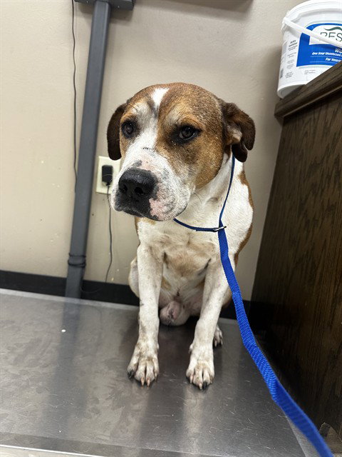 ARTIE, an adoptable American Staffordshire Terrier in Conroe, TX
